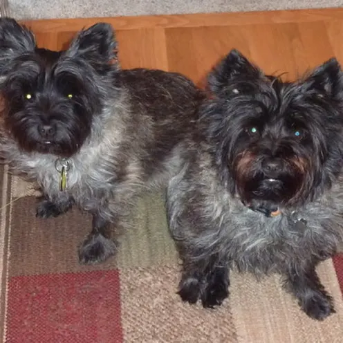 2 grey and black dogs on a rug looking into camera